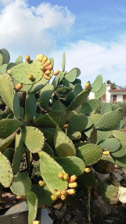 Sole E Fiori Di Sicilia Apartment Valderice Luaran gambar